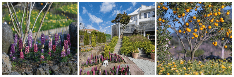 마노르블랑 봄에 꽃향기축제 사진 3개