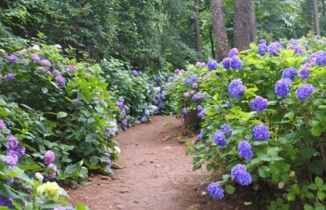 2024년 7월 여름 전국 수국 축제 일정
