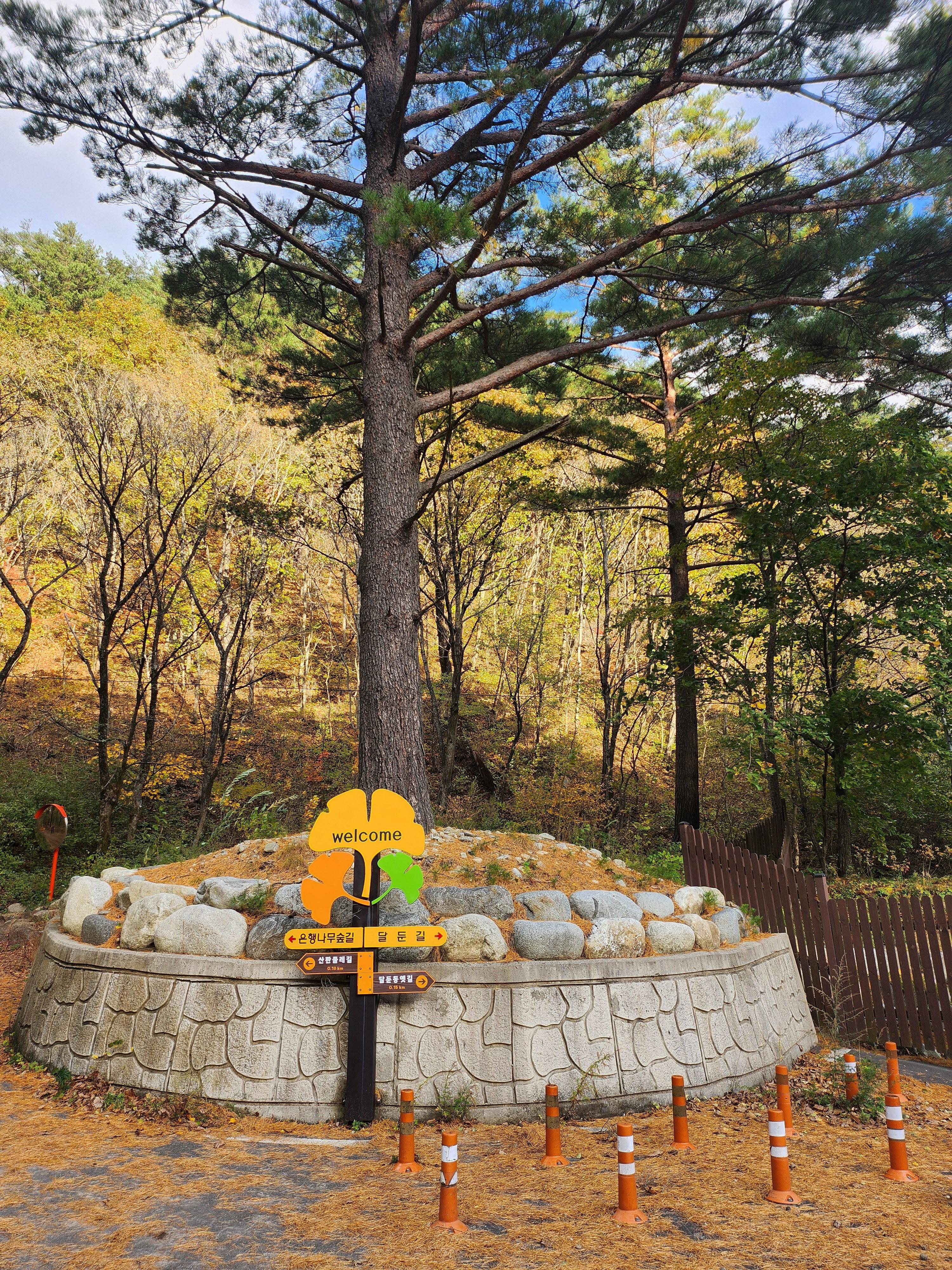 홍천은행나무숲