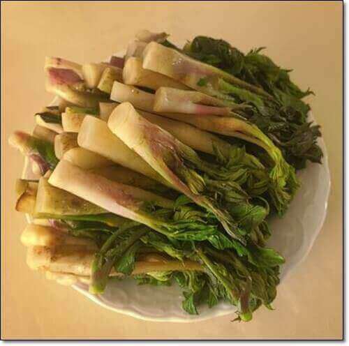 엄나무 순 먹는 법