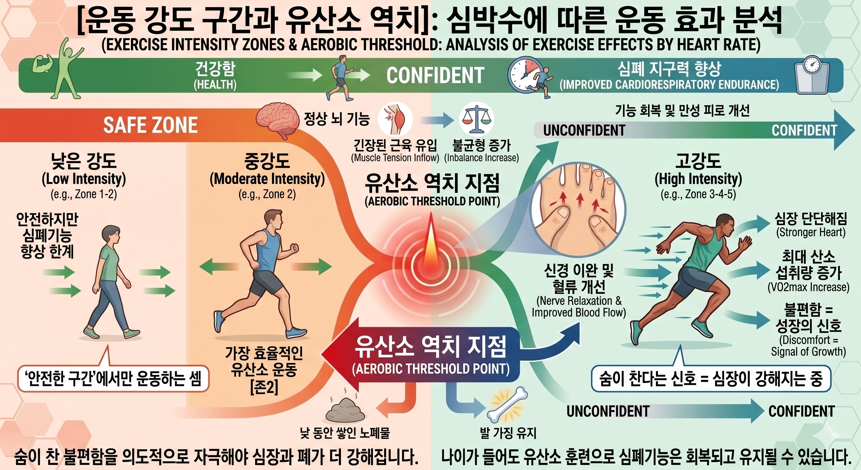 심박수에 따른 운동 강도 구간을 시각화하여, 왜 '안전한 구간'을 넘어 '유산소 역치' 지점을 자극해야 심폐기능이 향상되는지 보여주는 도식
이미지출처: Gemini AI 생성