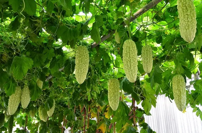 여주환 복용방법 효능 부작용