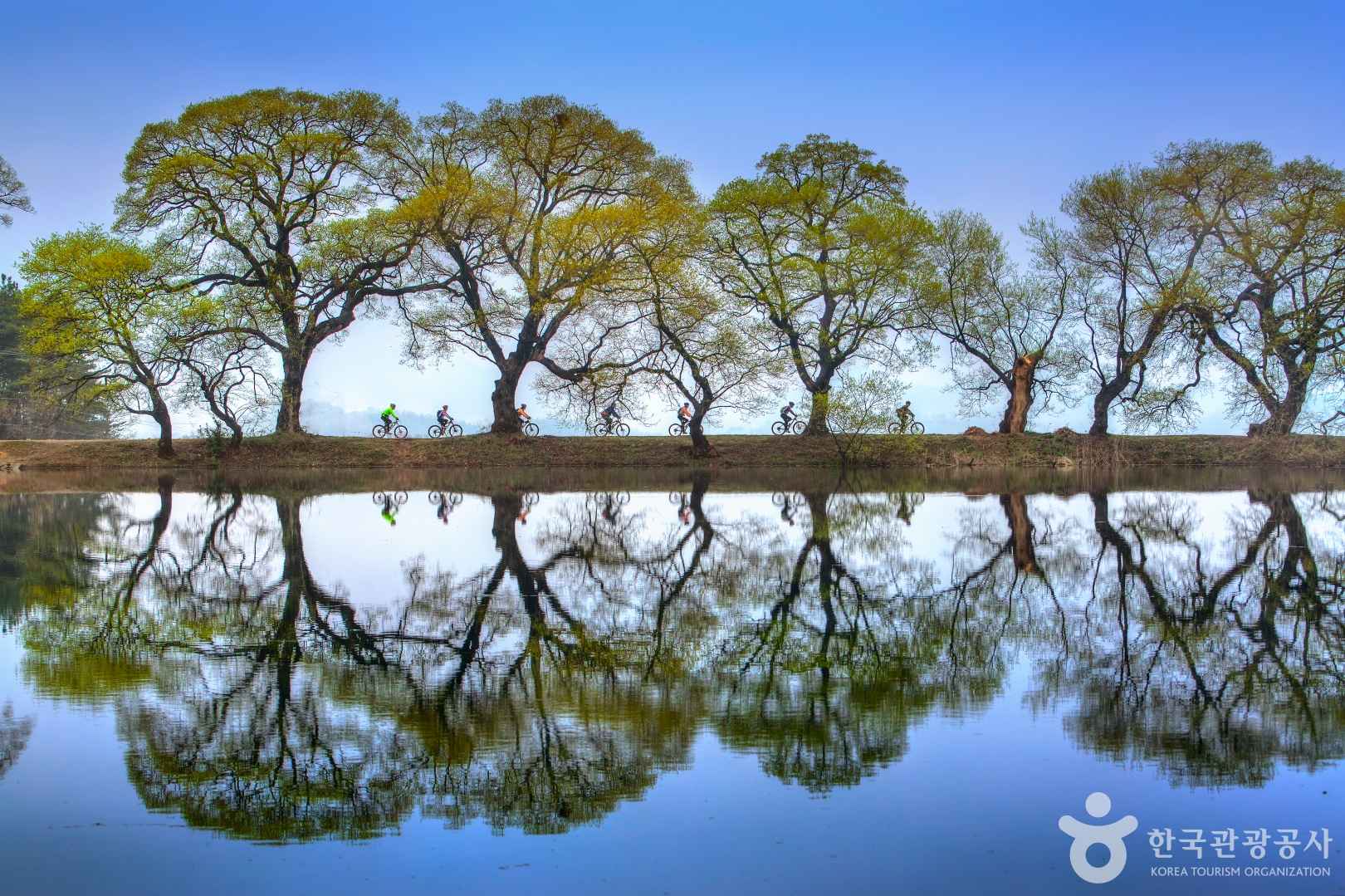경산 반곡지 왕버들