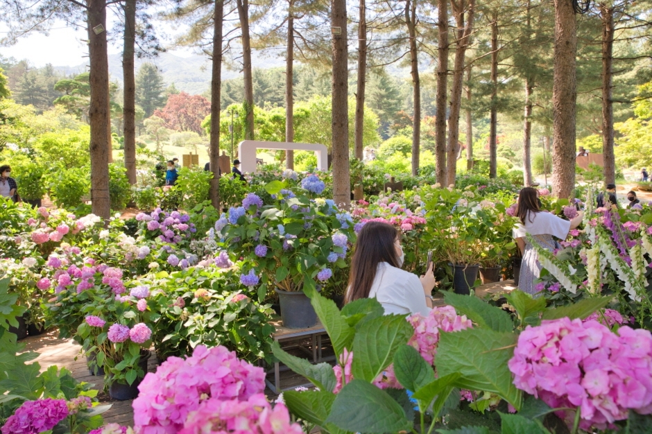 아침고요수목원 수국전시회