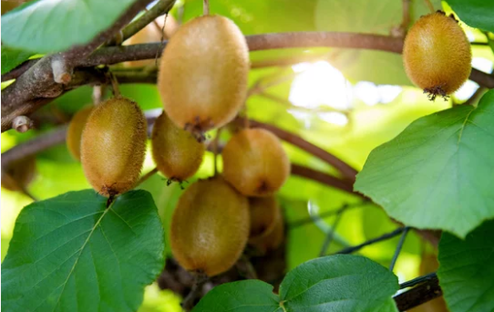 키위 효능 10가지 부작용 알고 먹자!