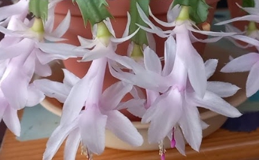 겨울 꽃 게발선인장