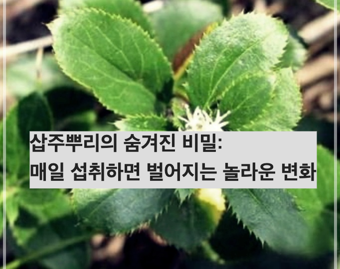 삽주뿌리의 숨겨진 비밀: 매일 섭취하면 벌어지는 놀라운 변화
