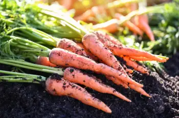 당근 효능 효과 및 영양성분, 부작용과 주의점