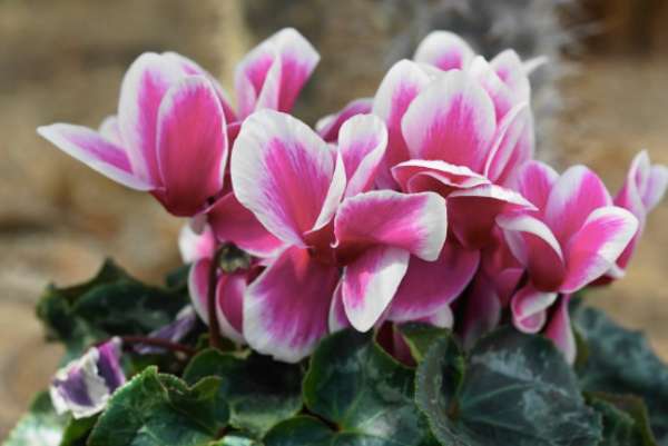 겨울꽃 시클라멘