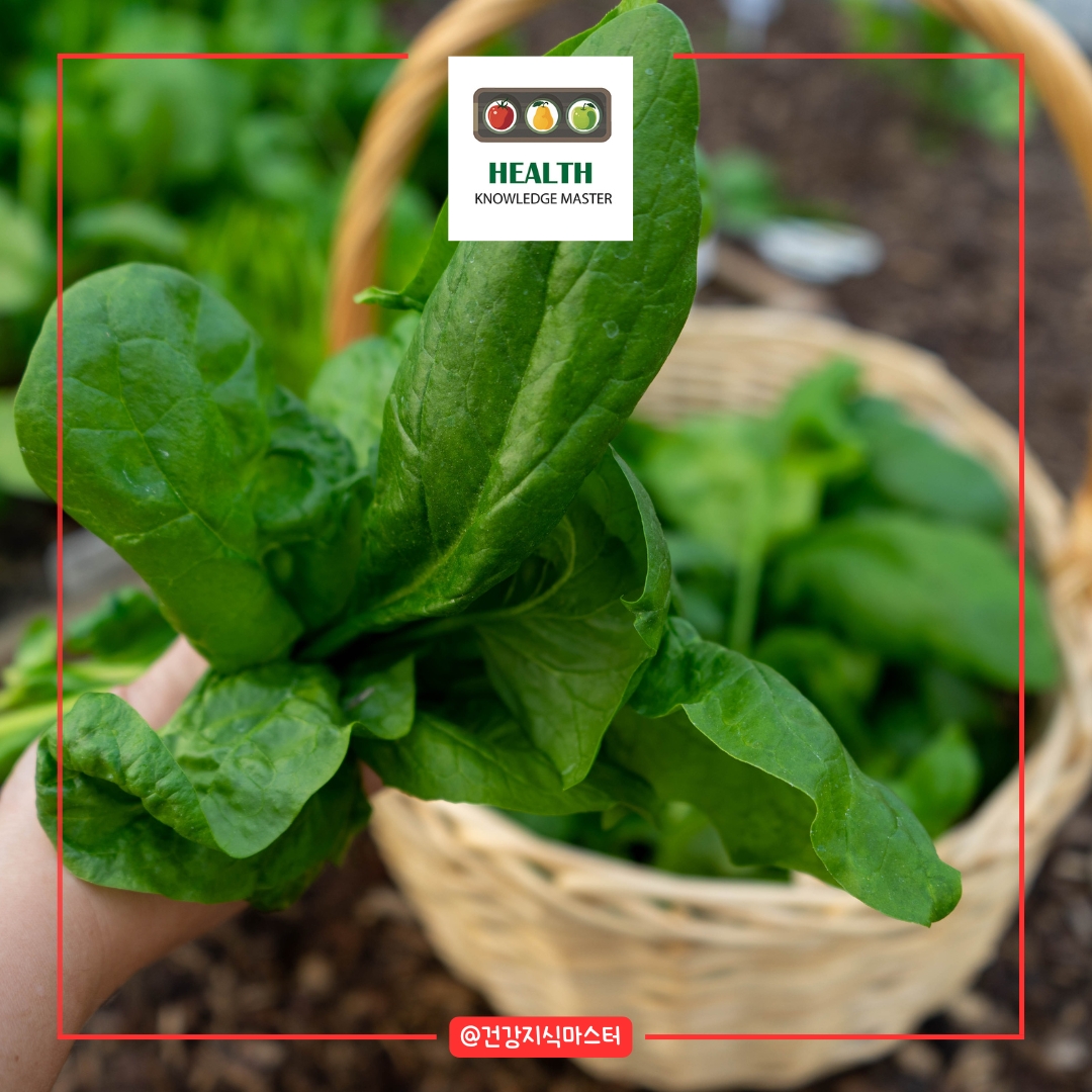 2월에 심는 작물 - 시금치