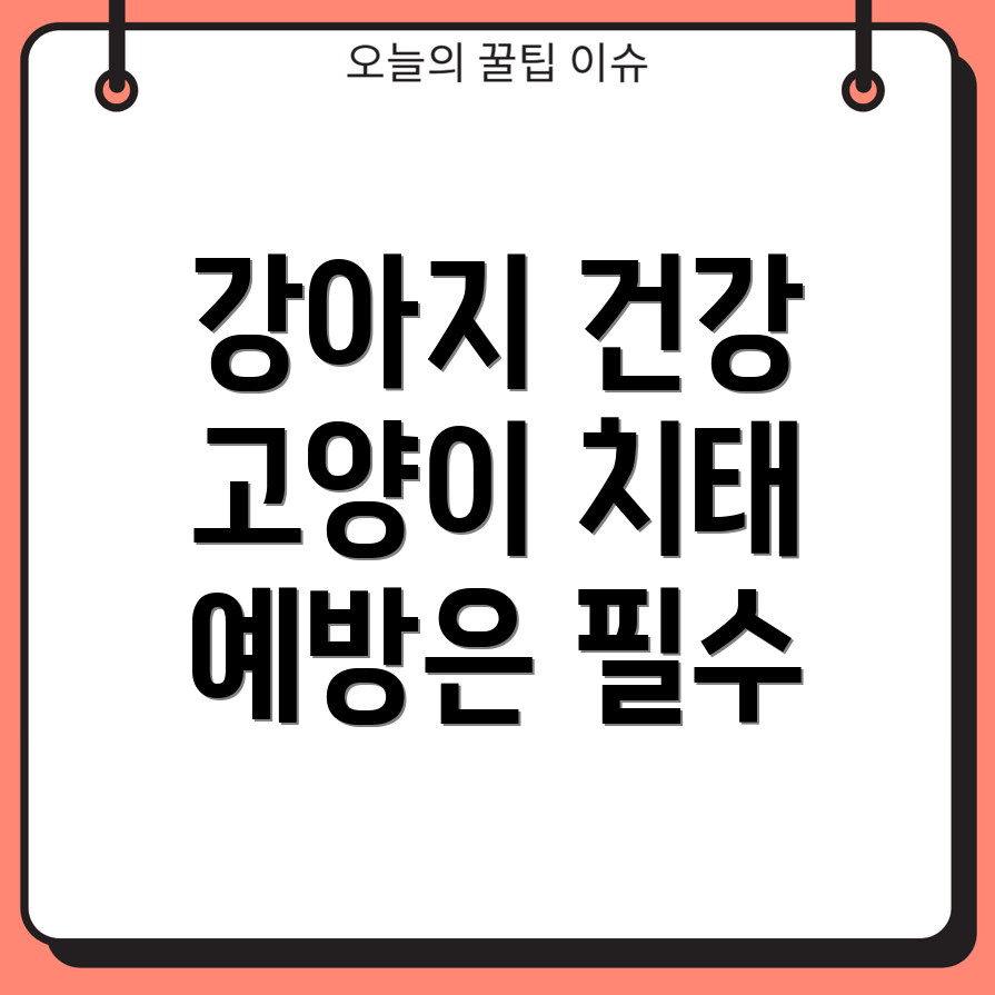 치태 관리