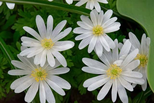 국가정원은 공공정원인가 관광시설인가