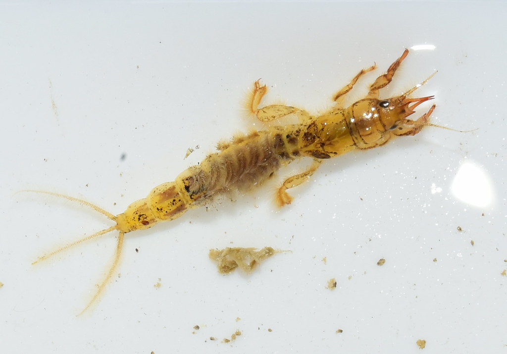 1~3년정도-수명을-가지고있는-유충