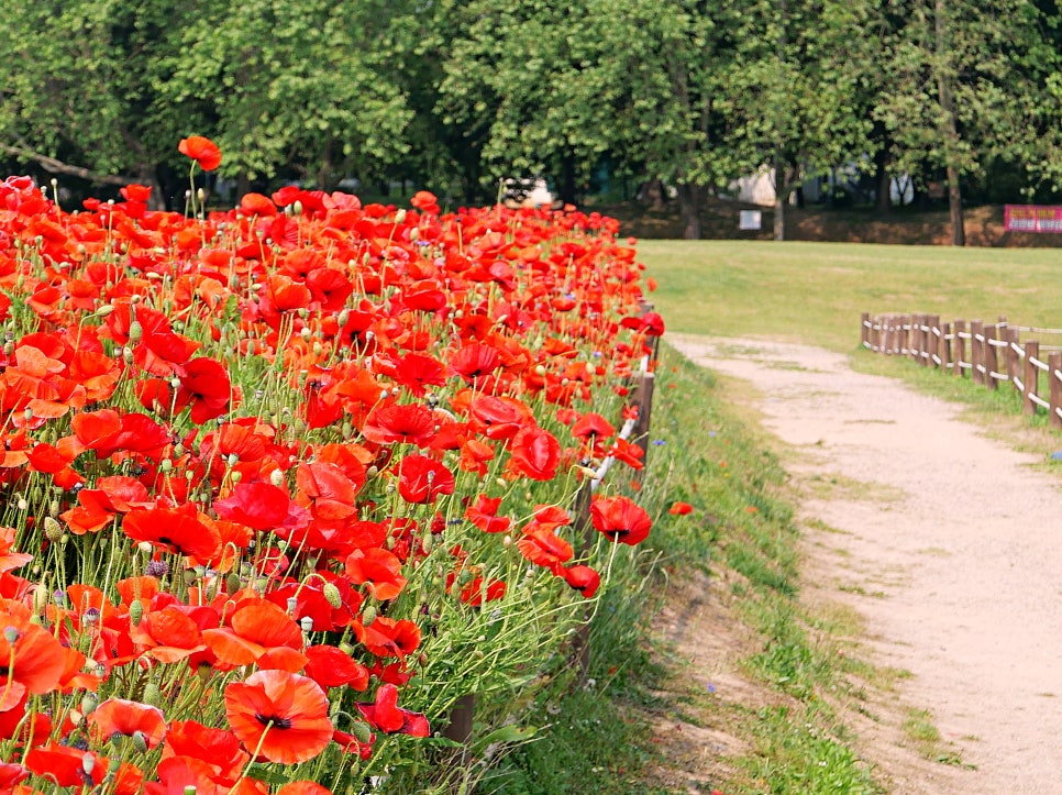 수원 탑동시민농장