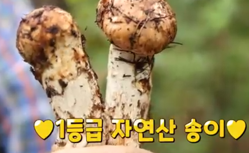 자연산 송이*능이버섯