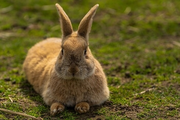 귀여운토끼-꿈해몽-썸네일