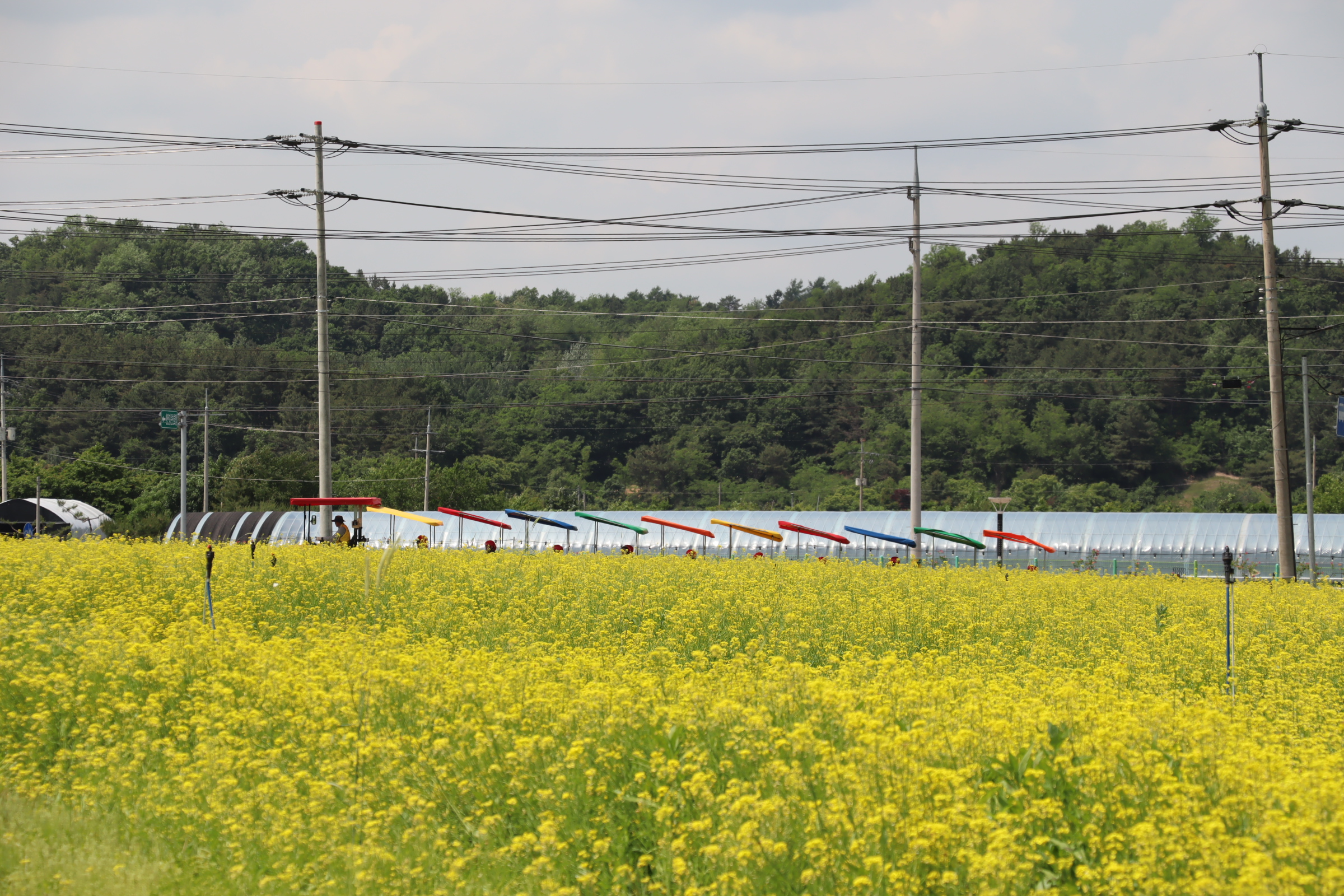 유채꽃 축제 관련