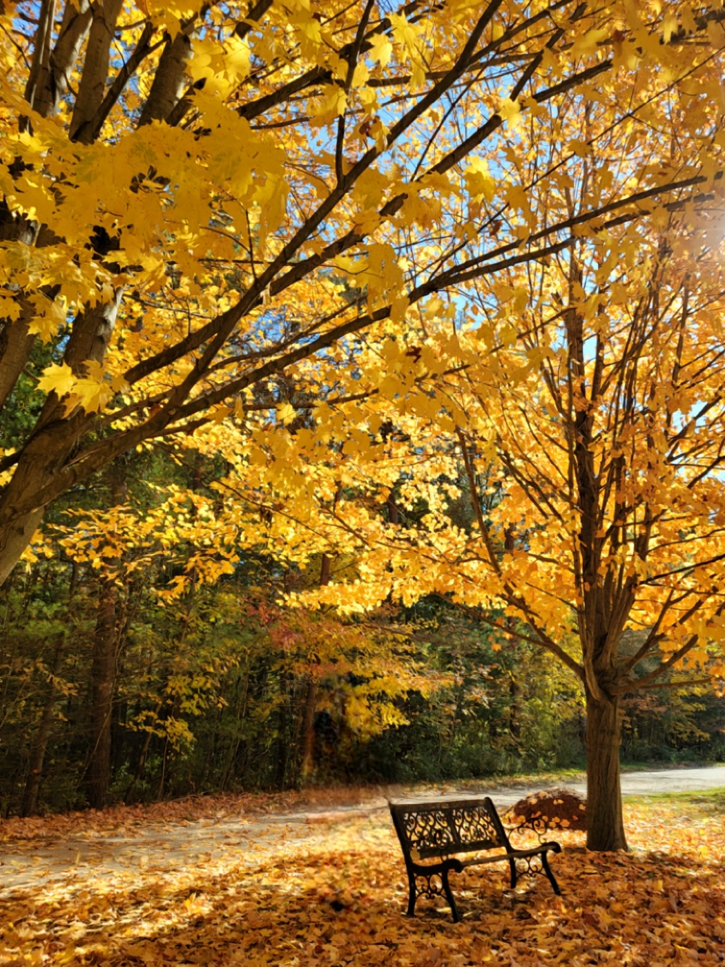 벤치&amp;#44; 낙엽&amp;#44; 나무