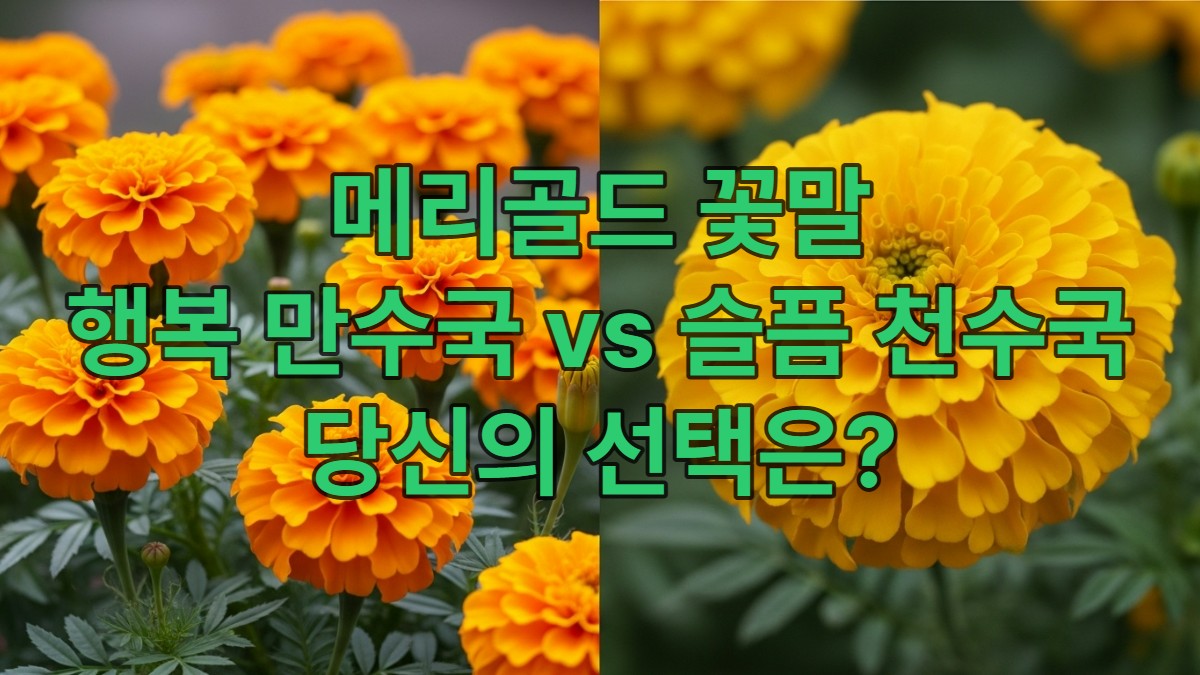 활기찬 만수국과 웅장한 천수국이 대비를 이루는 메리골드 꽃밭, 각각 행복과 이별의 슬픔을 상징하는 모습.