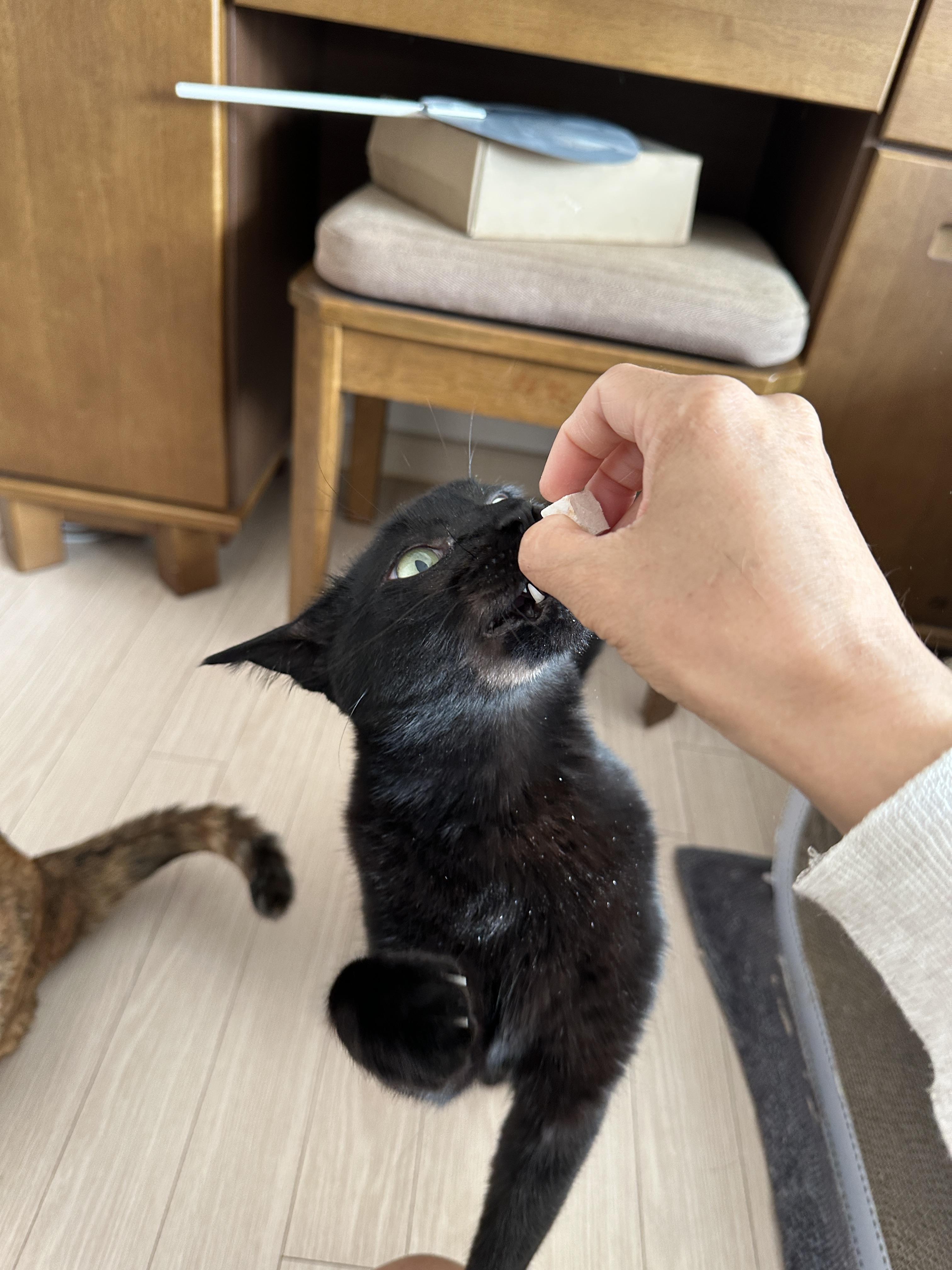 간식앞에서 기다릴줄 아는 '기다려'하는 고양이 사랑이 (feat.건이랑 막둥이)