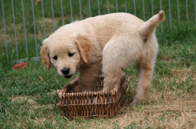 반려동물 산업의 그림자 &mdash; 펫샵 뒤편의 번식장, '강아지 공장' 문제와 소비자의 무지