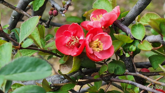 명자나무 꽃 ,산당화