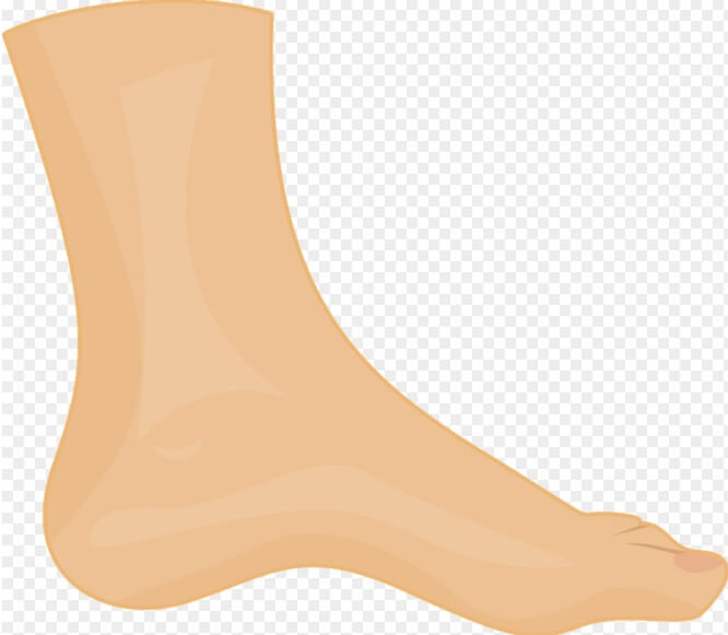 발을 옆에서 본 모습