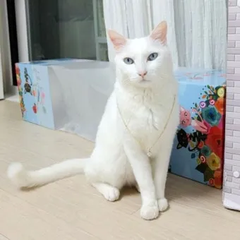 터키시앙고라 고양이 유전병 성격 가격_7