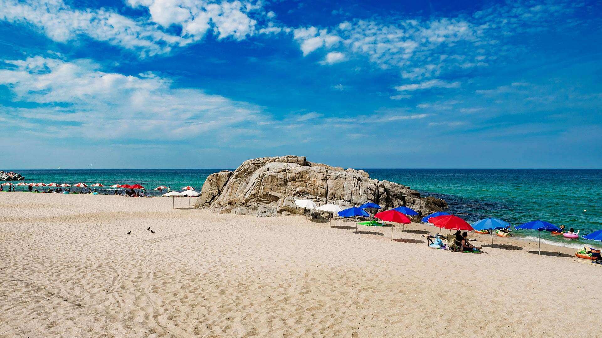 강릉 사근진 해변 유채꽃밭