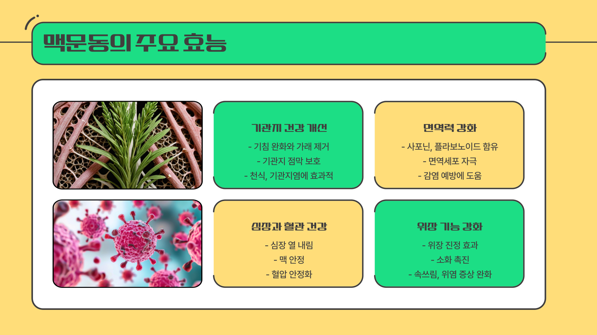 맥문동