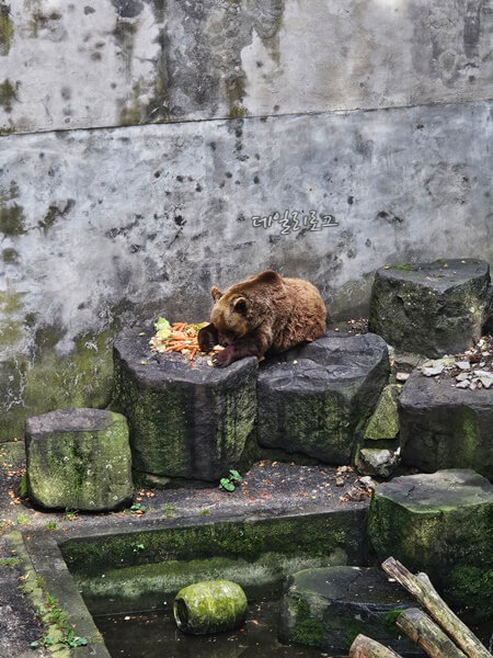곰