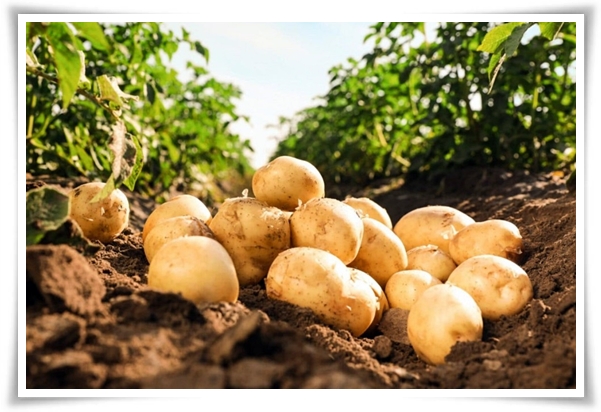 텃밭 "6월, 감자 수확하세요!" 텃밭에 숨겨진 금덩이, 지금 캐세요!