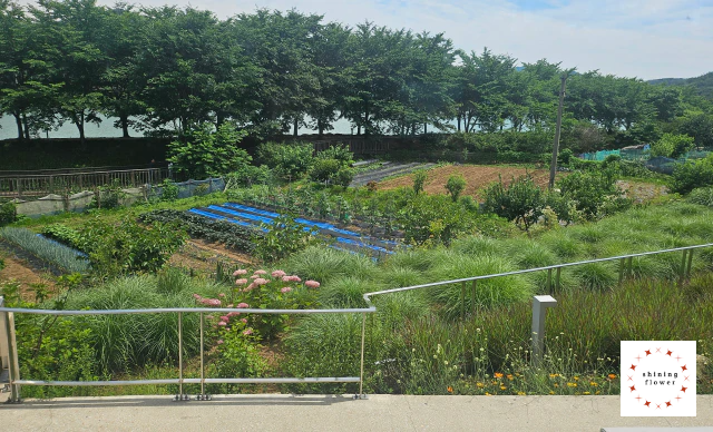 선유도원-노키즈존 통창뷰-여름