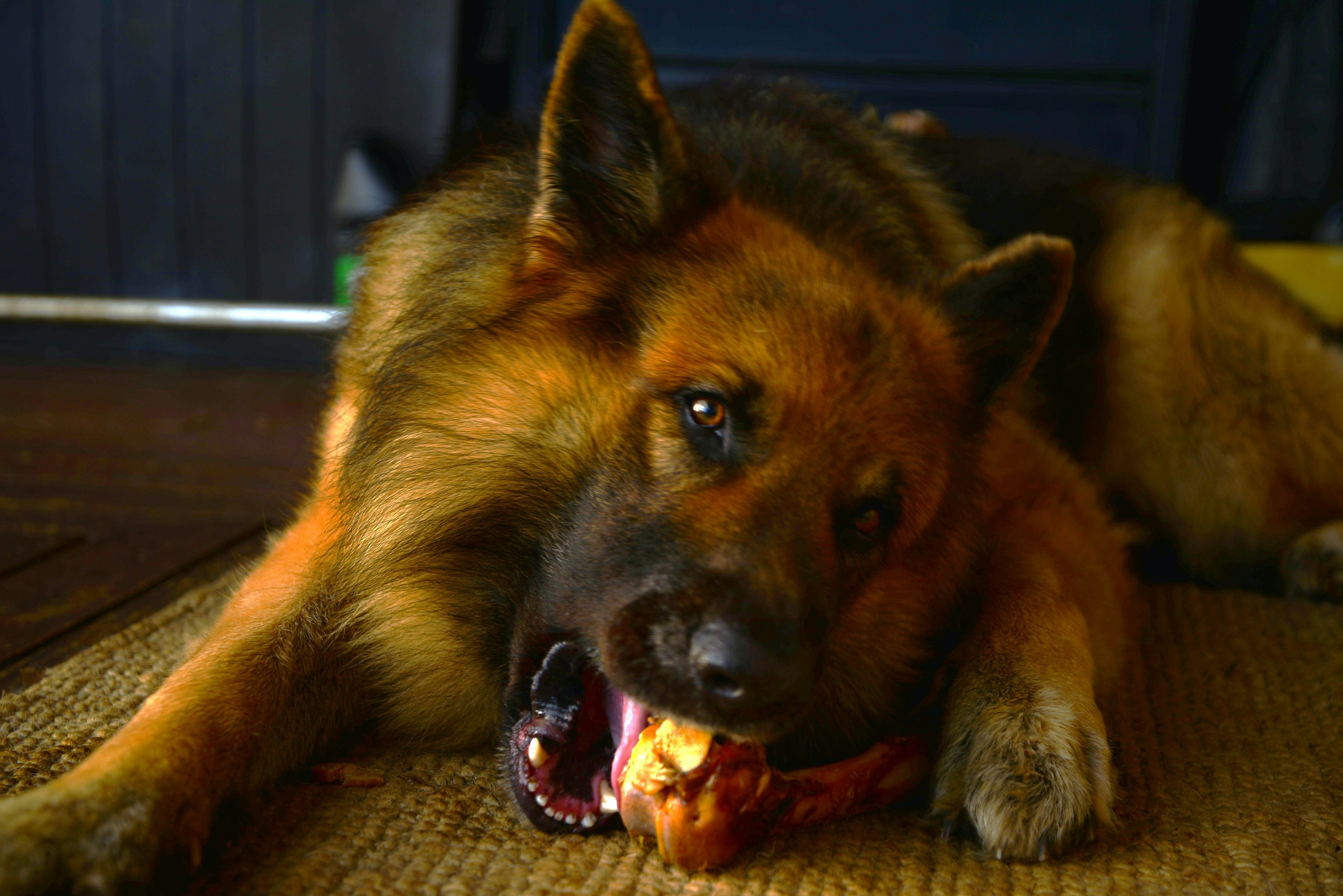 강아지 치약껌 씹는 모습