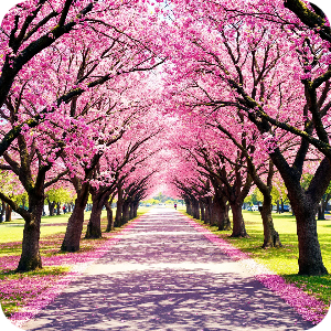벚꽃길 이미지