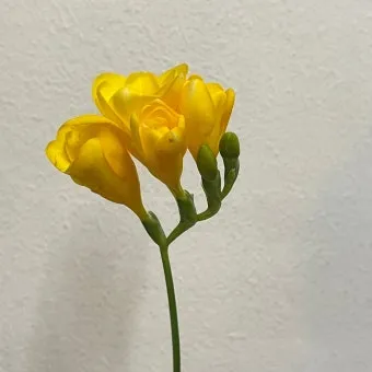 프리지아 수선화 꽃말 꽃다발 선물 의미_22