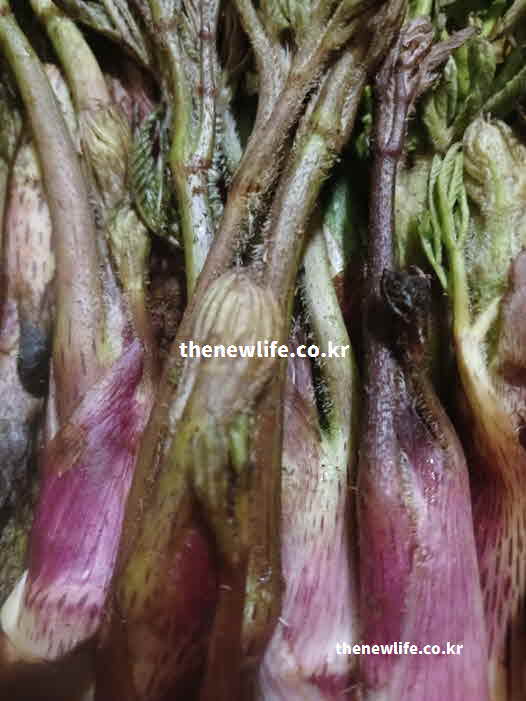 두릅 효능 땅두릅