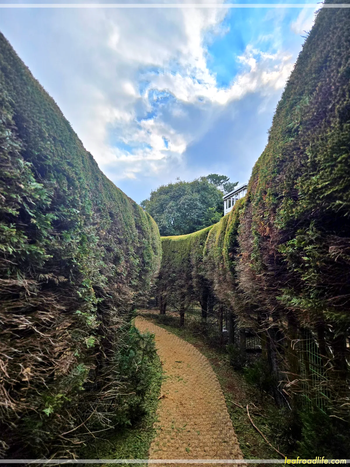 제주-김녕-미로-공원-미로에서-바라본-하늘