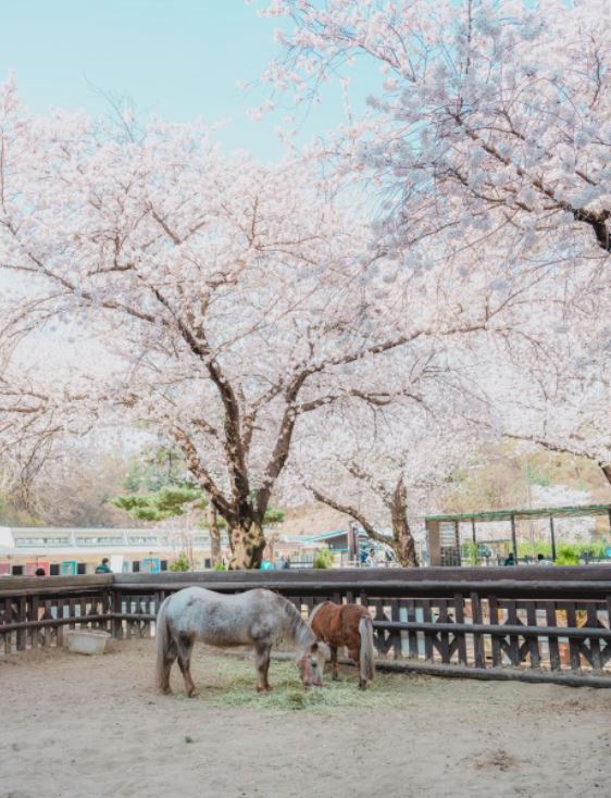 렛츠런파크 벚꽃축제 야경