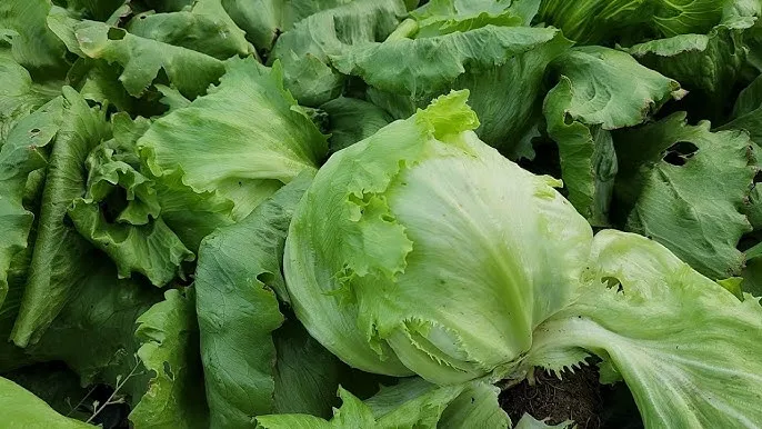 양상추 재배 결구 키우기 파종 시기 물주기 요령_6