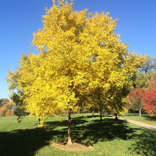 [정원수목]소형 정원에 딱 맞는 포인트 수목 추천 리스트