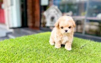 말티푸가격 2024년 솔직한 분양가 정보_20