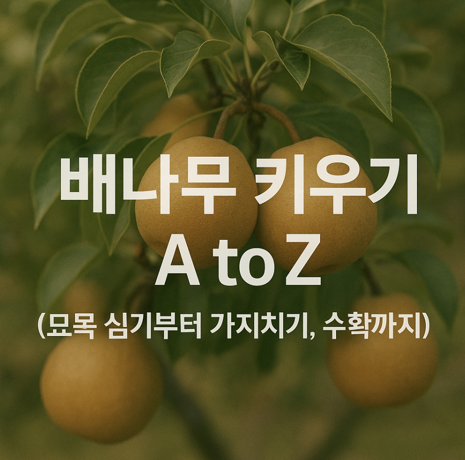 배나무 키우기 A to Z (묘목 심기부터 가지치기, 수확까지)