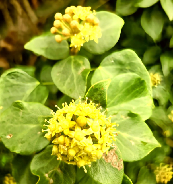 제주아이비타허니연구소 송악꽃꿀