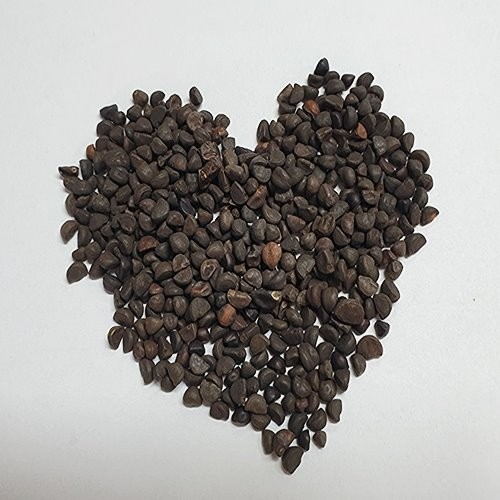 모티리톤정의 주요 성분 견우자