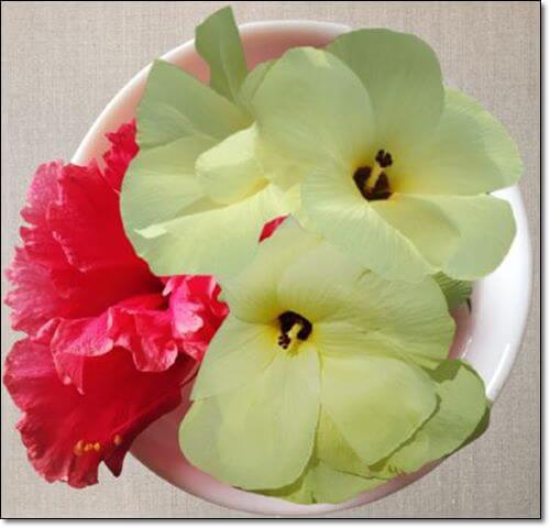 히비스커스와 금화규