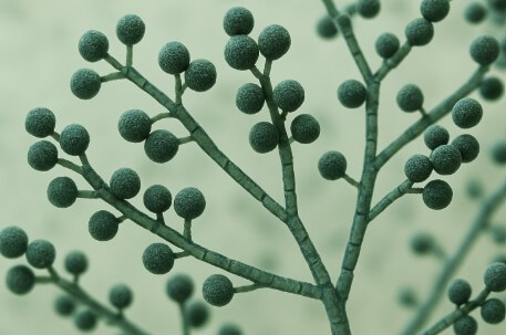 비염을 일으키는 곰팡이