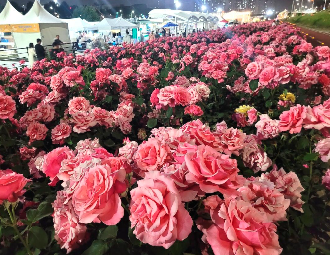 2025 중랑 서울장미축제
