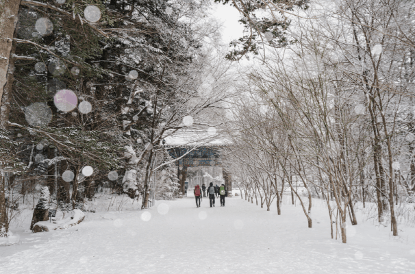 강원도 겨울 트레킹 추천 BEST 5 : 설경 걷기 좋은 길