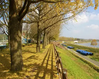 아산 은행나무길_5